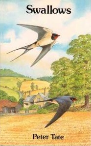 Swallows