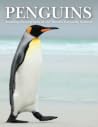 Penguins: Stunning photographs of the World's favourite seabird Penguins: Stunning photographs of the World's favourite seabird