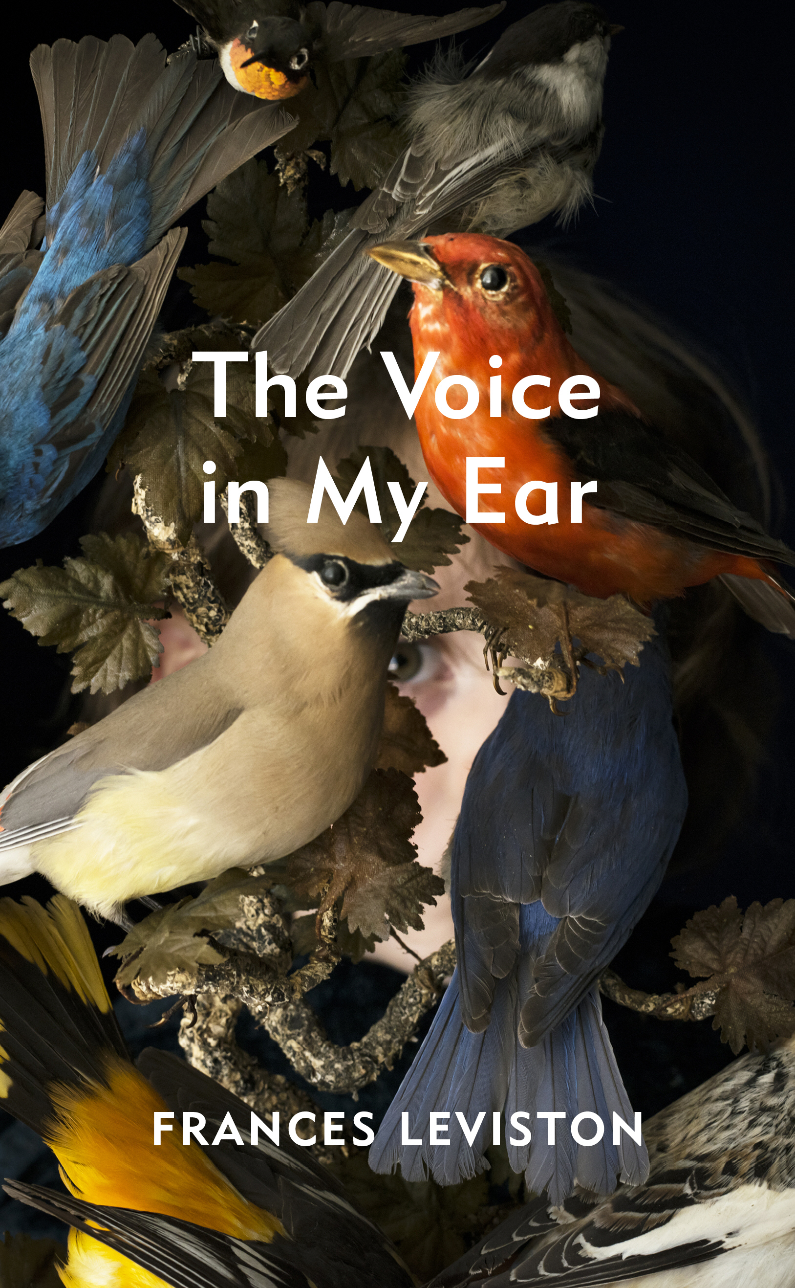 The Voice in My Ear (Hardcover)