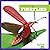 Fireflies (Bullfrog Books: Insect World)