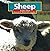 Sheep (Farm Animals)