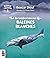Boucar raconte, Tome 1 : Le brunissement des baleines blanches