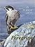 In Pursuit of the Peregrine