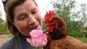 Letters from Isobel: Hen House CEO