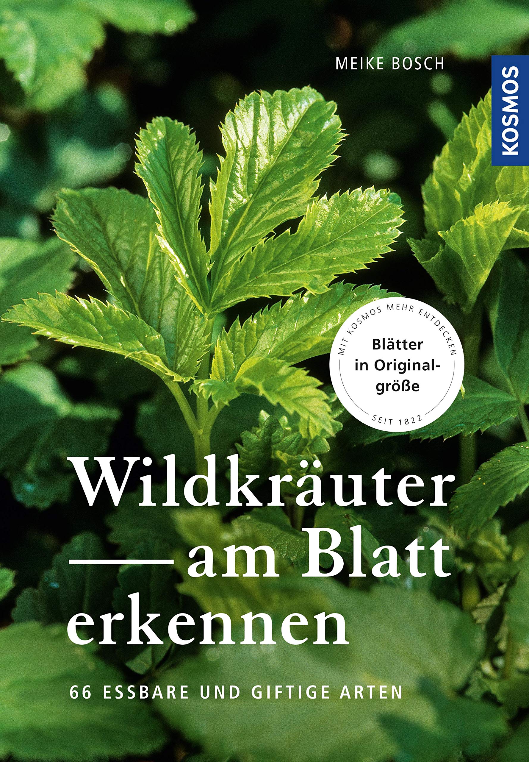 Wildkräuter am Blatt erkennen: 64 essbare Arten (German Edition)