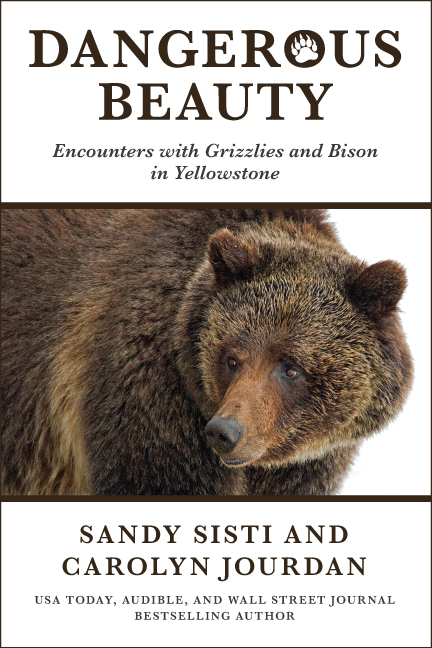 Dangerous Beauty: Encounters with Grizzlies and Bison in Yellowstone (ebook)