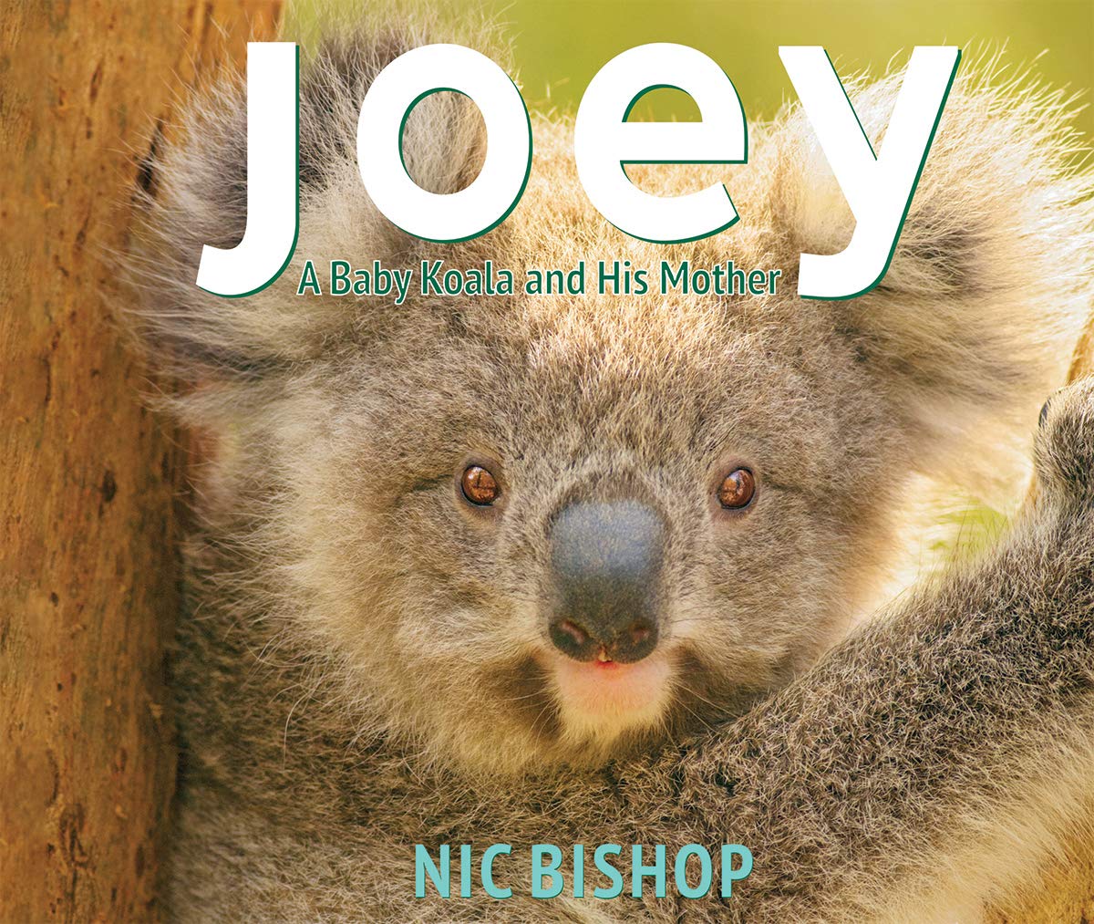 Joey: A Baby Koala and His Mother (Hardcover)