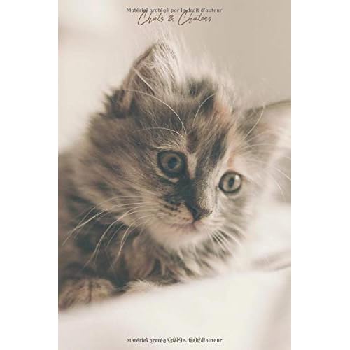 Agenda 19 Agenda Scolaire De Juillet 19 A Juillet Semainier Simple Graphique Chats Chatons Chaton Mignon By Yesouipages