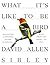 What It's Like to Be a Bird: From Flying to Nesting, Eating to Singing—What Birds Are Doing, and Why