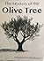 The Mystery of the Olive Tree