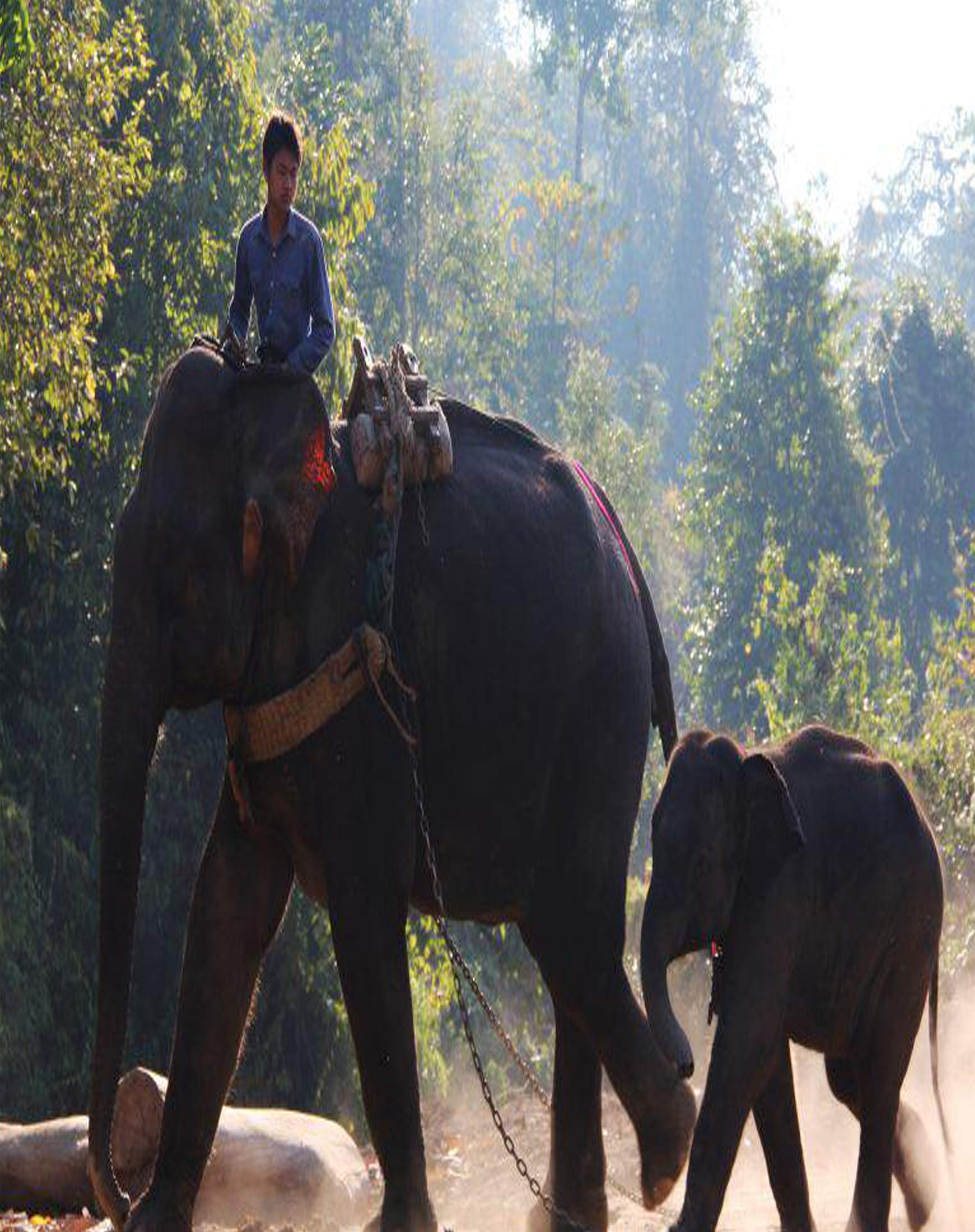 Shooting an Elephant: and other essays