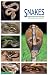 Snakes
