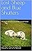 Lost Sheep and Blue Shutters: The perils and pleasures of life in rural France