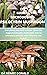 THE GUIDE to MICRODOSING PSILOCYBIN MUSHROOM : Everything you need to know about the magical psilocybin mushroom., how to microdose and the most effective way to do it.