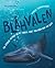 Blåhvalen