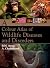 A Colour Atlas of Wildlife Diseases and Disorders by B.M. Arora