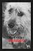 Perros (Spanish Edition)