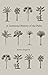 A Luminous History of the Palm