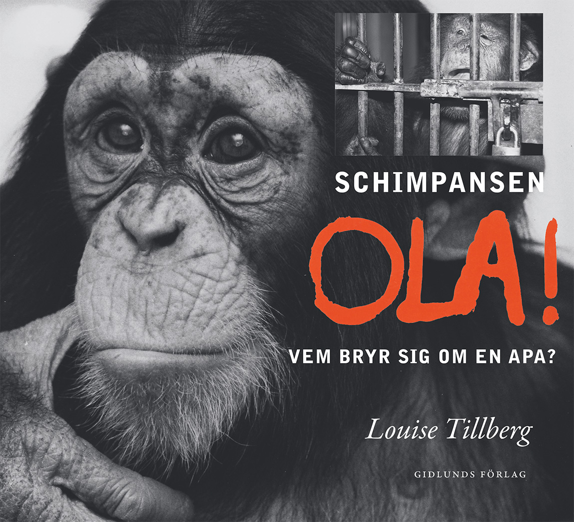 Schimpansen Ola : vem bryr sig om en apa? (Hardcover)