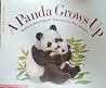 A Panda Grows Up