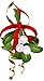 Curse of a Mistletoe
