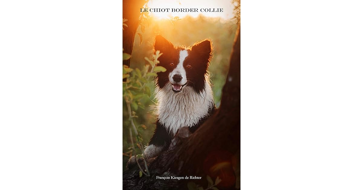 Le Chiot Border Collie By Francois Kiesgen De Richter