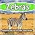 Zebras: Discover Pictures and Facts About Zebras For Kids!