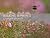 Silent Spring: A Nature Jou...