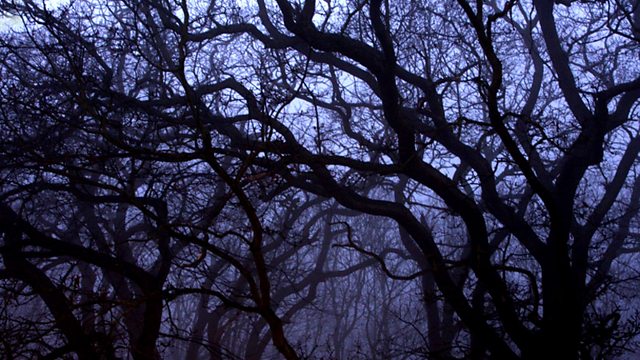 The Monkey's Revenge