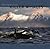 Norwegian Killer Whales by John Stenersen