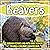 Beavers: Discover Pictures ...