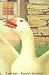 Goose on the Loose (Animal Ark, #14)