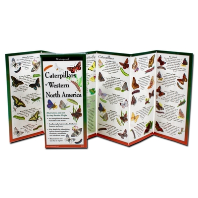 Caterpillars of Western North America (Foldingguides