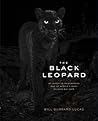 The Black Leopard...