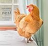 Nest: Rescued Chickens at Home Nest: Rescued Chickens at Home