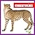 Cheetahs (Bullfrog Books: Big Cats)