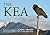 The Kea