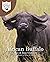 African Buffalo: Junior Fie...