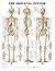 The Skeletal System Anatomi...