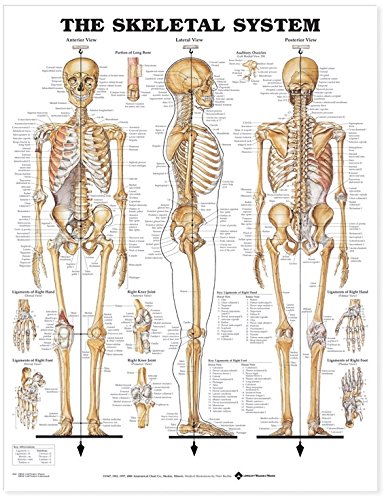 The Skeletal System Anatomical Chart by Anatomical Chart Company, ACC