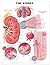 The Kidney Anatomical Chart...