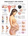Pregnancy and Birth Chart by Anatomical Chart Company, ACC