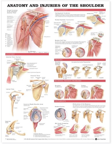 Anatomy and Injuries of the Shoulder Anatomical Chart by Anatomical Chart Company, ACC