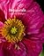 Botanicals: A Photo Essay