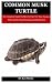 Common Musk Turtle: The Com...