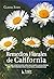Remedios florales de California