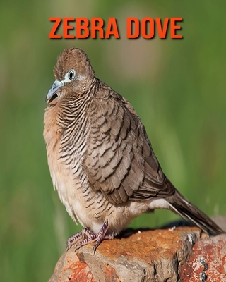 Zebra Dove: Amazing Facts about Zebra Dove