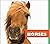 Horses: kids bookshelf