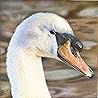 Mute Swan