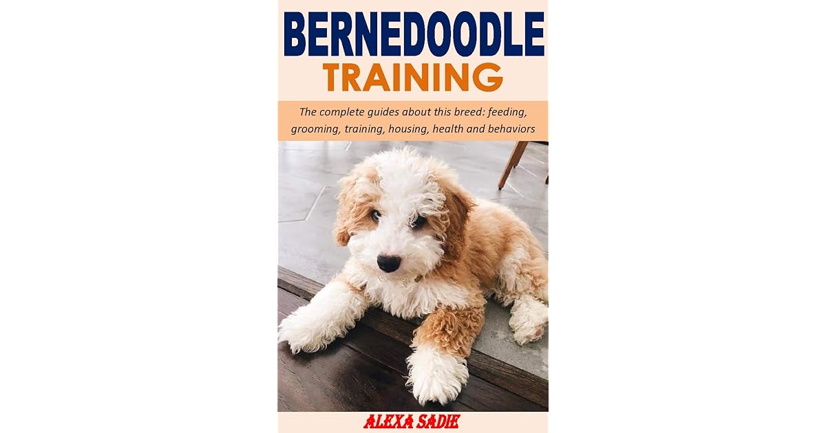 BERNEDOODLE TRAINING The complete guides about this breed feeding